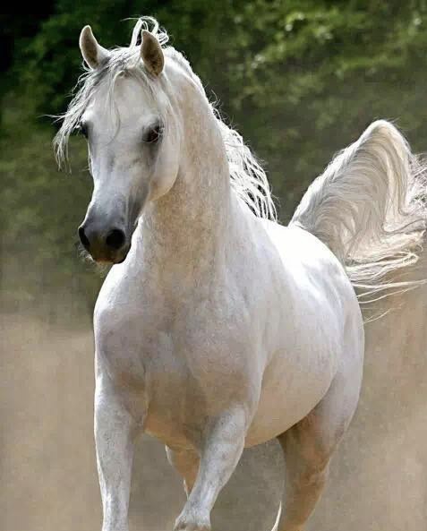 阿拉伯马白色系美图欣赏(三)