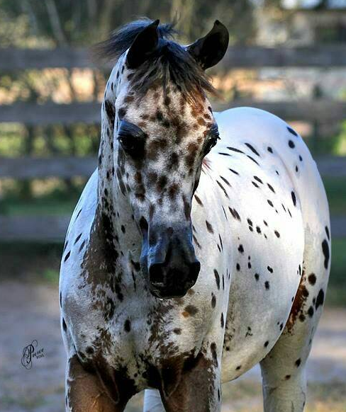 阿拉伯马衍生品种——阿拉阿帕鲁萨马