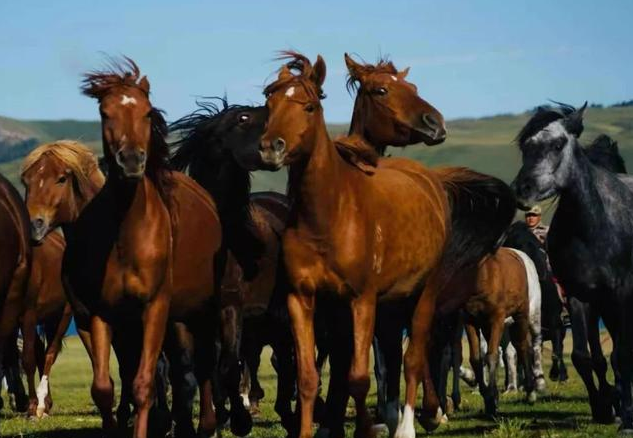 驰名天下的山丹马