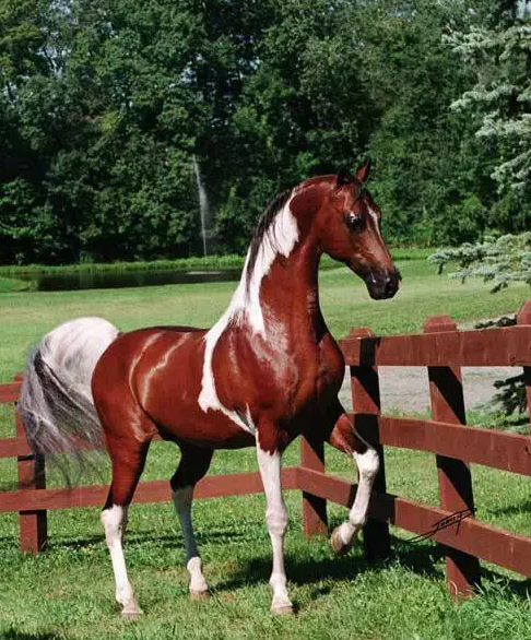 阿拉伯马衍生品种——国际展示马