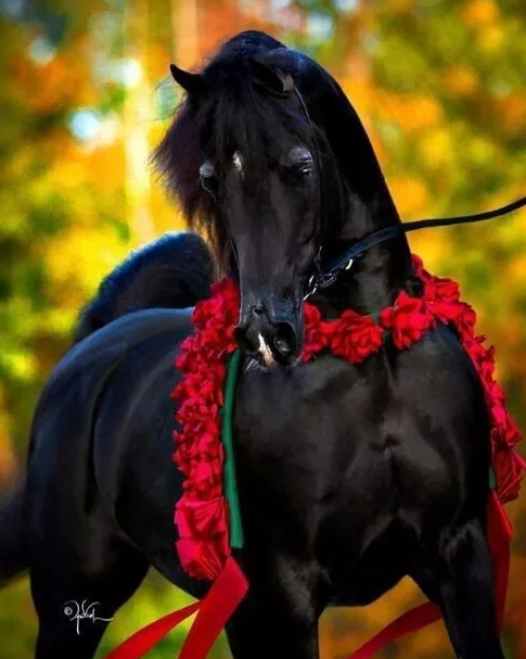 阿拉伯马黑色系欣赏(上)