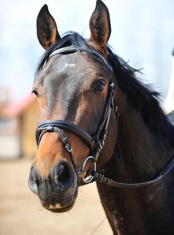 威斯特法伦马westphalia