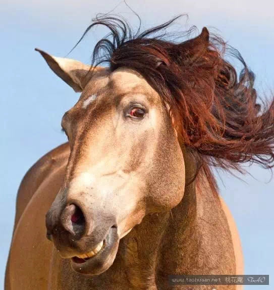 马儿们告诉你这是一个拼发型的时代!