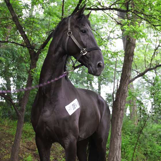 跳跃健将汉诺威马