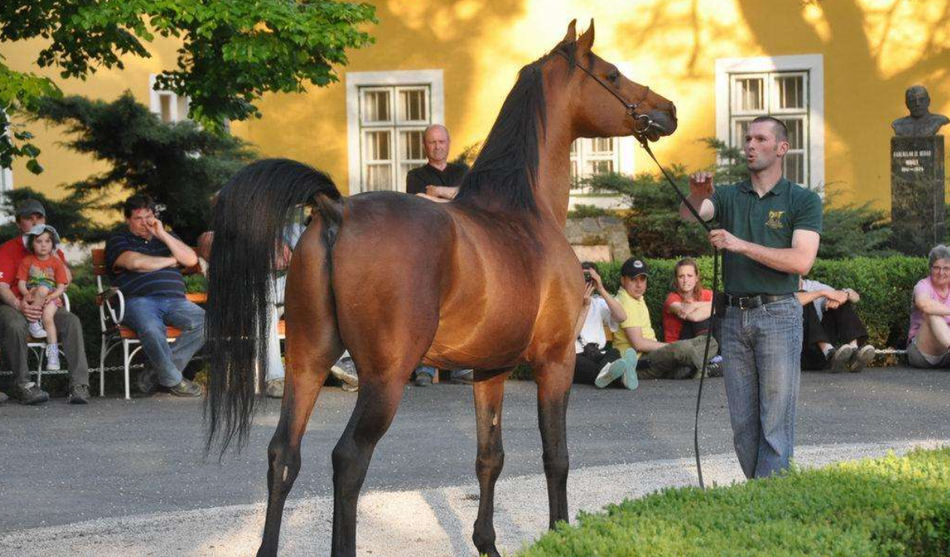 沙加·阿拉伯马