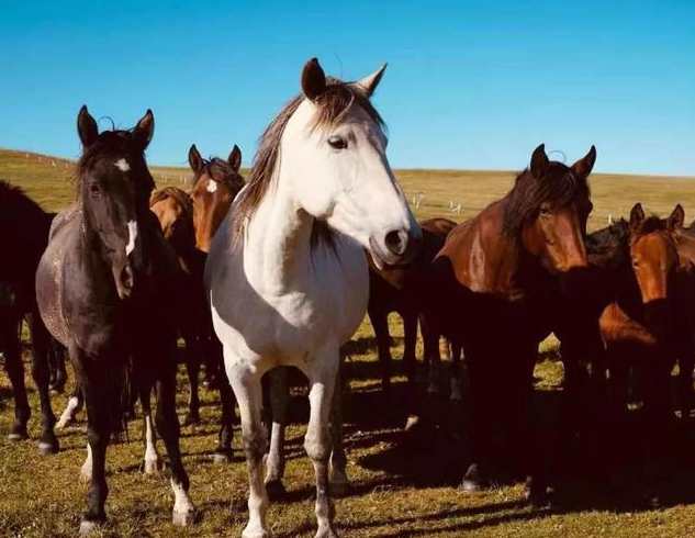驰名天下的山丹马