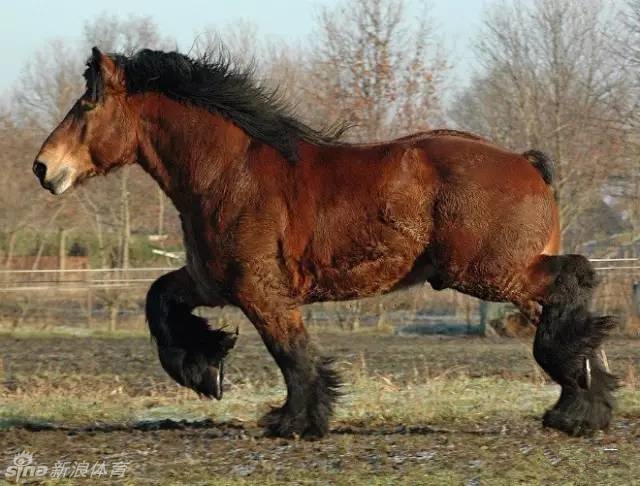 马界中的大力士比利时驮马拥有大象般的力量