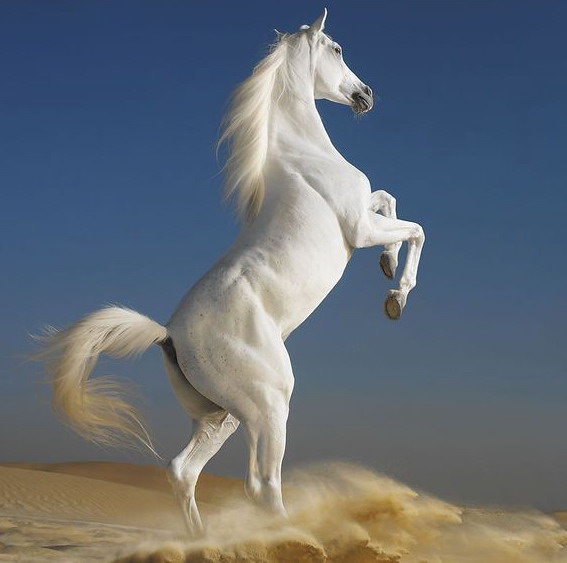 英俊的阿拉伯马