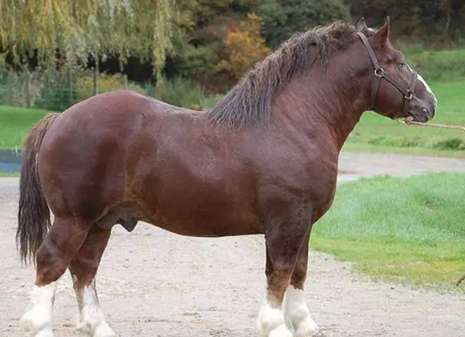 真正的马之力量——驮马归来!(下)