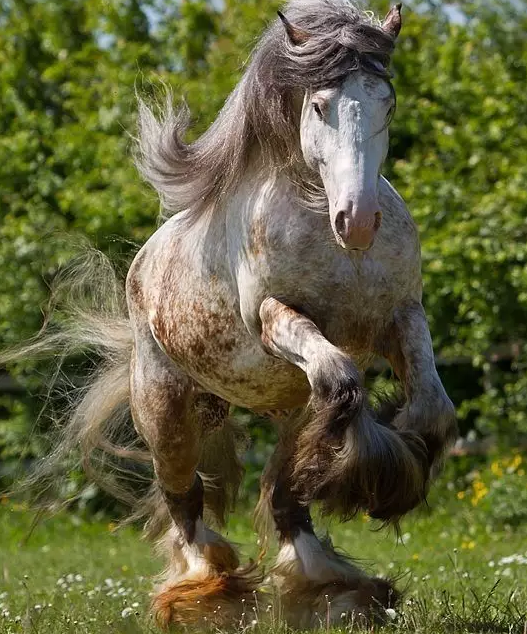 真正的马之力量——驮马归来!(下)