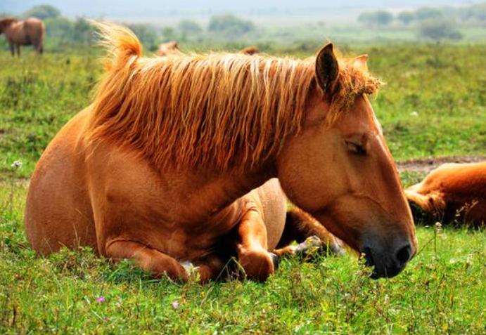 1 / 10 日行千里的马睡觉都是刷新你的知识库,它们睡姿大多数时候是