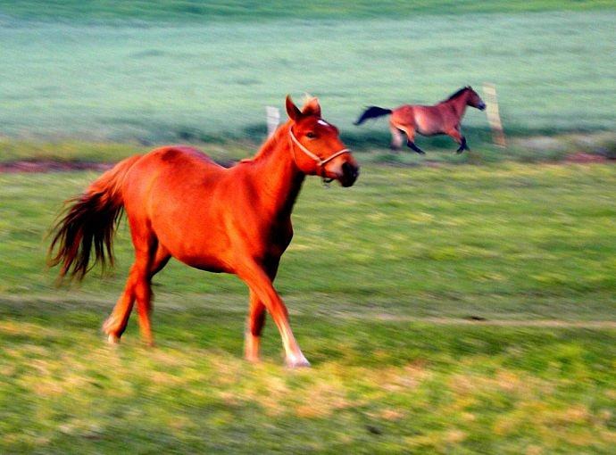 枣红马——永远的小太阳