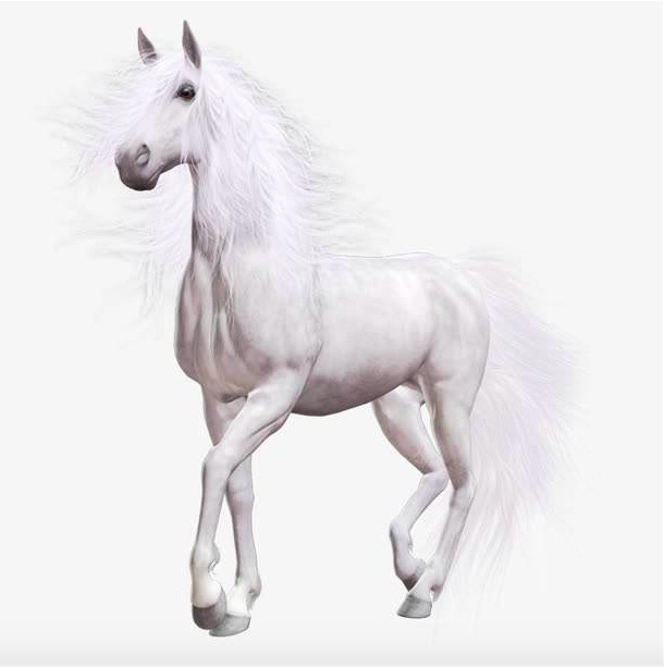 马界的"白色精灵"