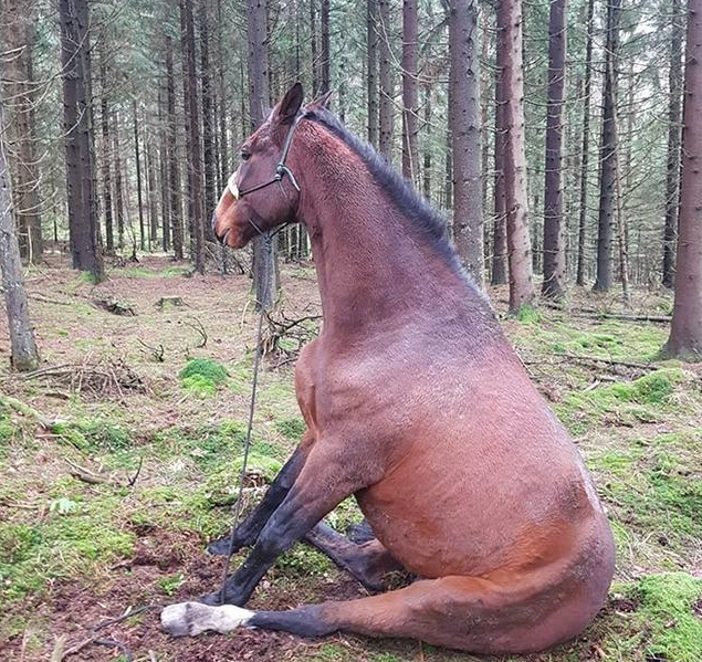 温文尔雅的马儿坐下来这么可爱_高清图集_新浪网