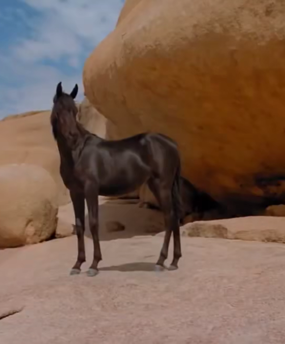 【马术影视】——《小黑马》