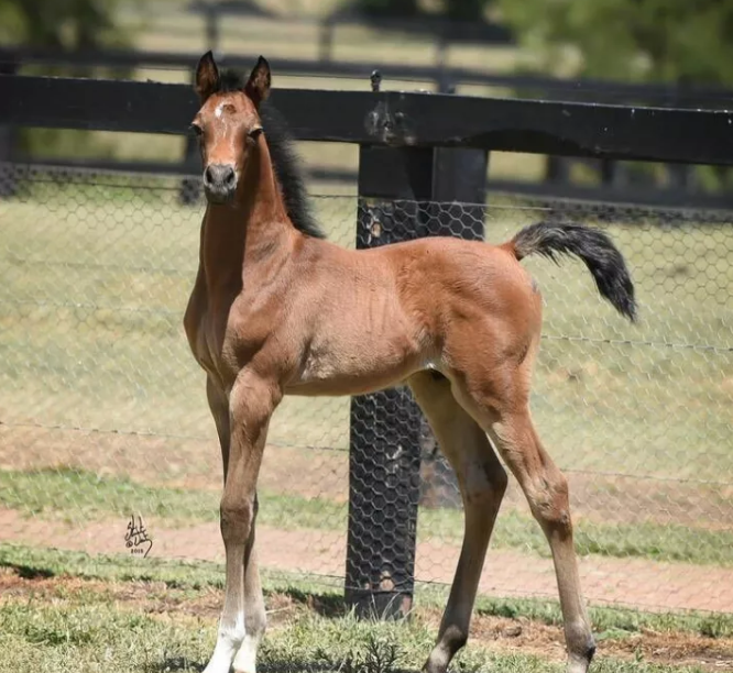 阿拉伯小马美图欣赏(上)