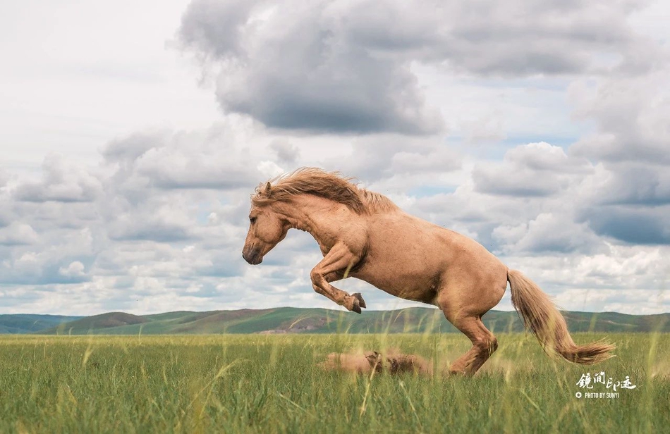 英勇无畏的黄骠马