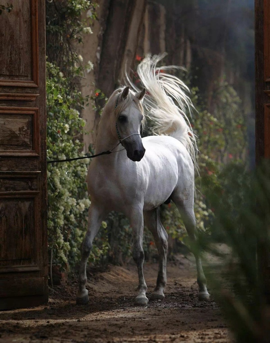 阿拉伯马白色系美图欣赏(一)