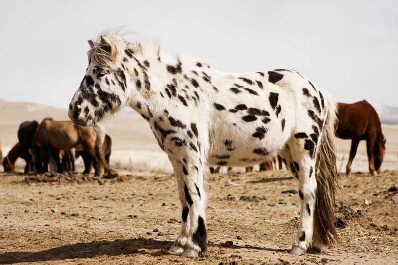 每一批匹花马都是独一无二的