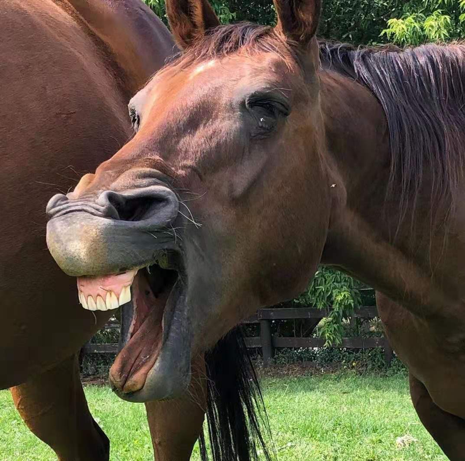 笑口常开的马儿