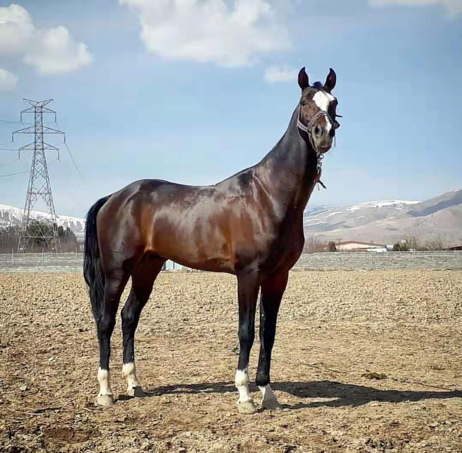 独一无二汗血马_高清图集_新浪网