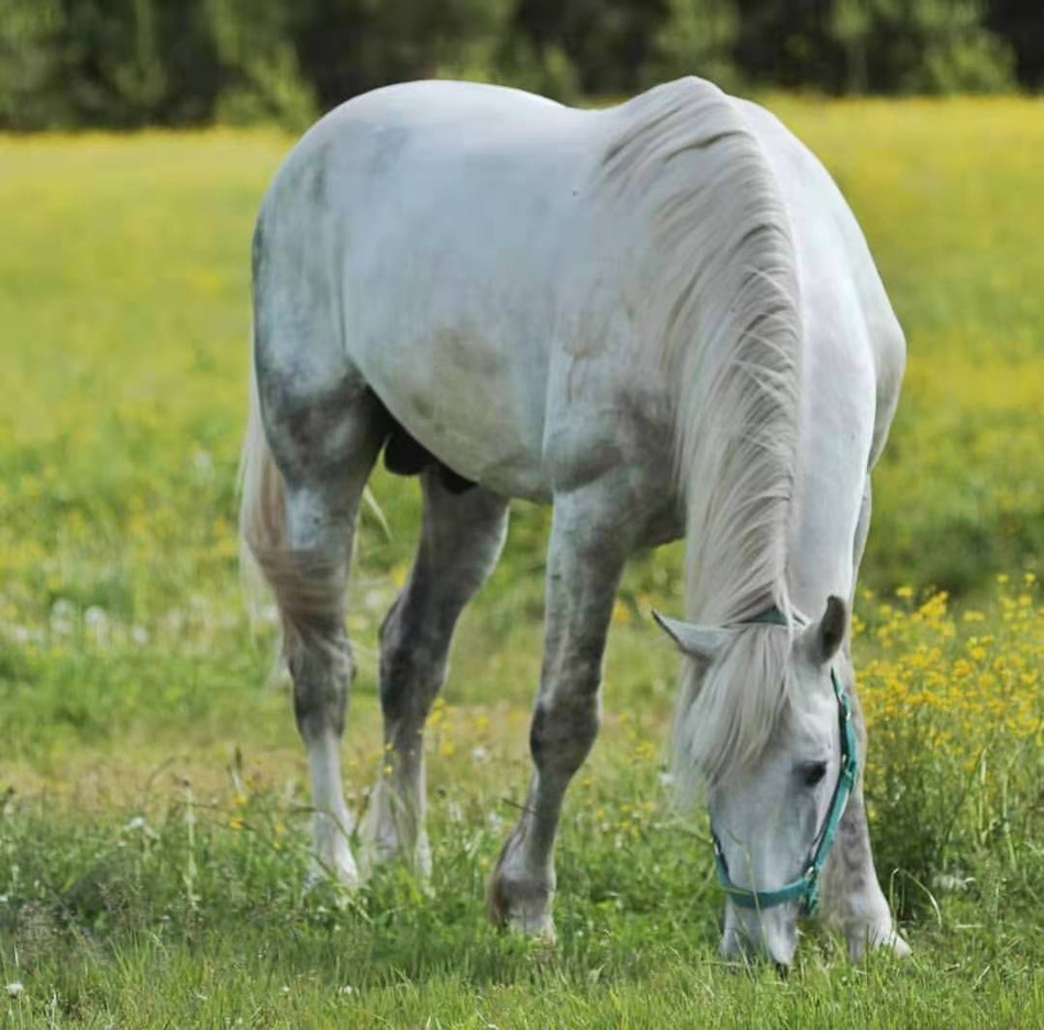 脚步最轻盈的马——奥尔洛夫马