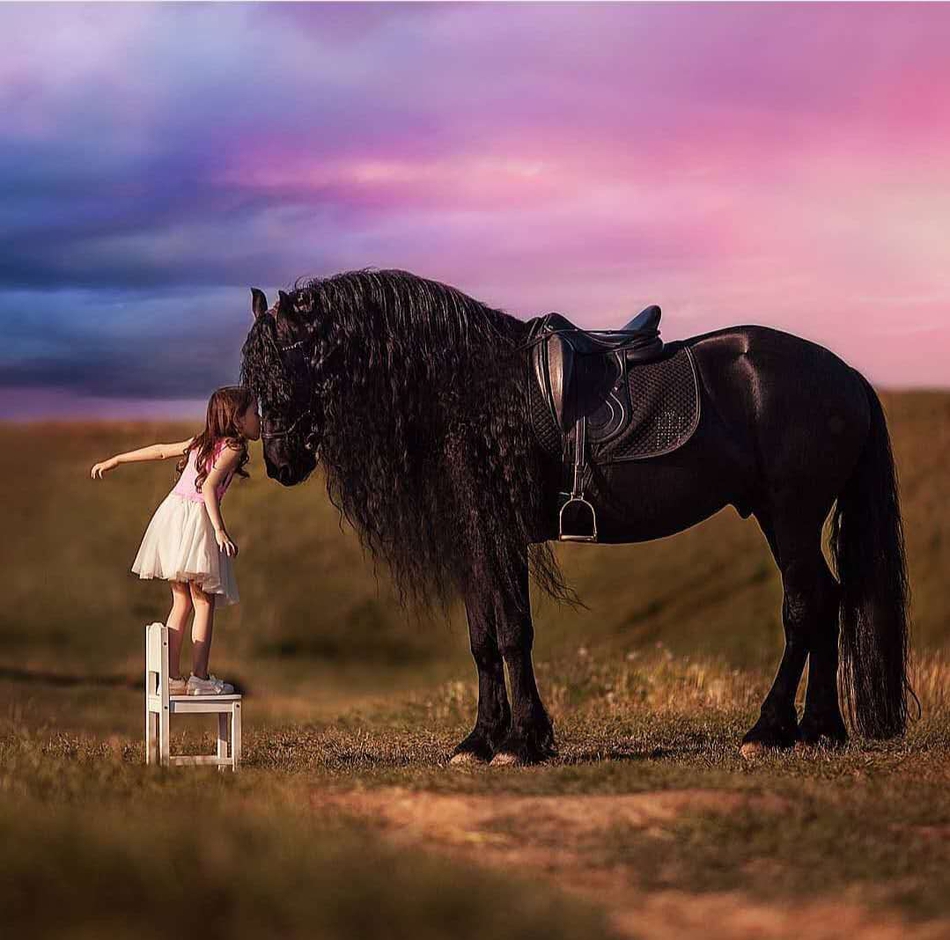 惊人帅气弗里斯兰马