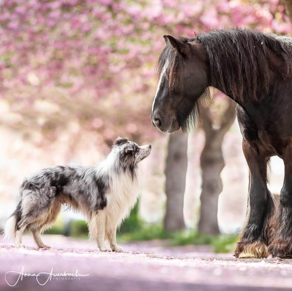 狗狗与马儿的友谊