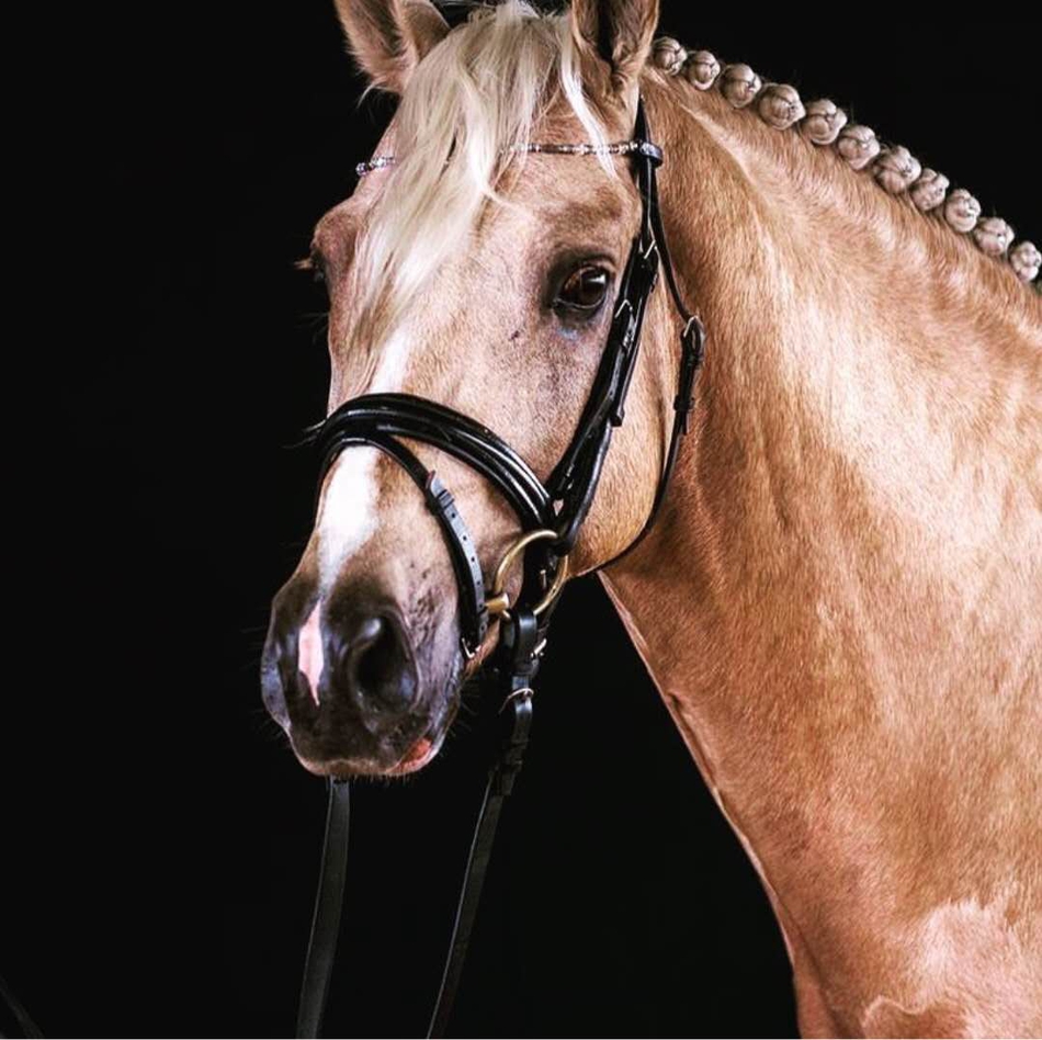 马儿的发髻也有花样