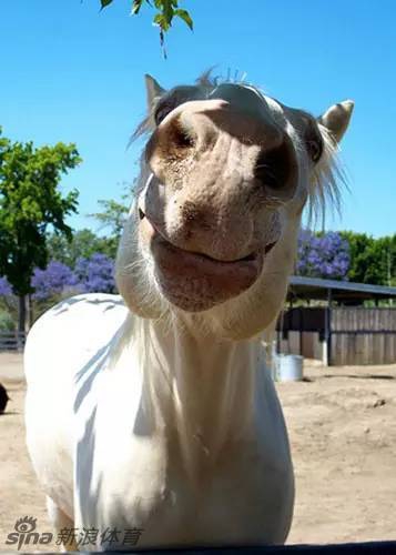 马儿面对镜头微笑成为新的表情包