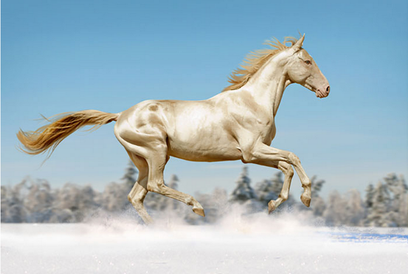 全世界最美丽的马,身披"黄金衣",被称为来自天堂的马!