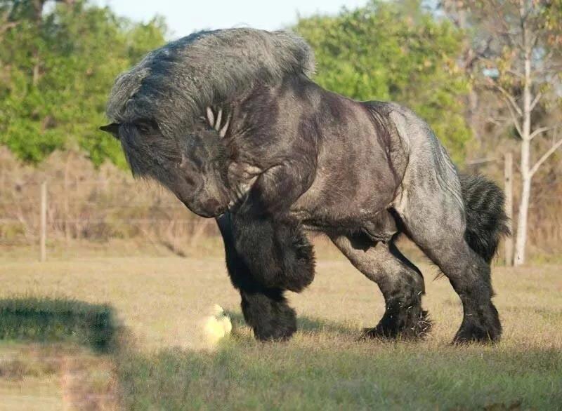 2米,虽然在奔跑能力上不及普通的马,但是重型马能拉动几吨重的货物,是