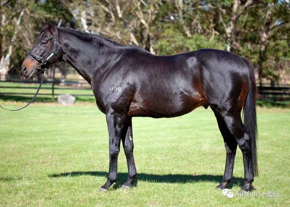 西澳育马_高清图集_新浪网