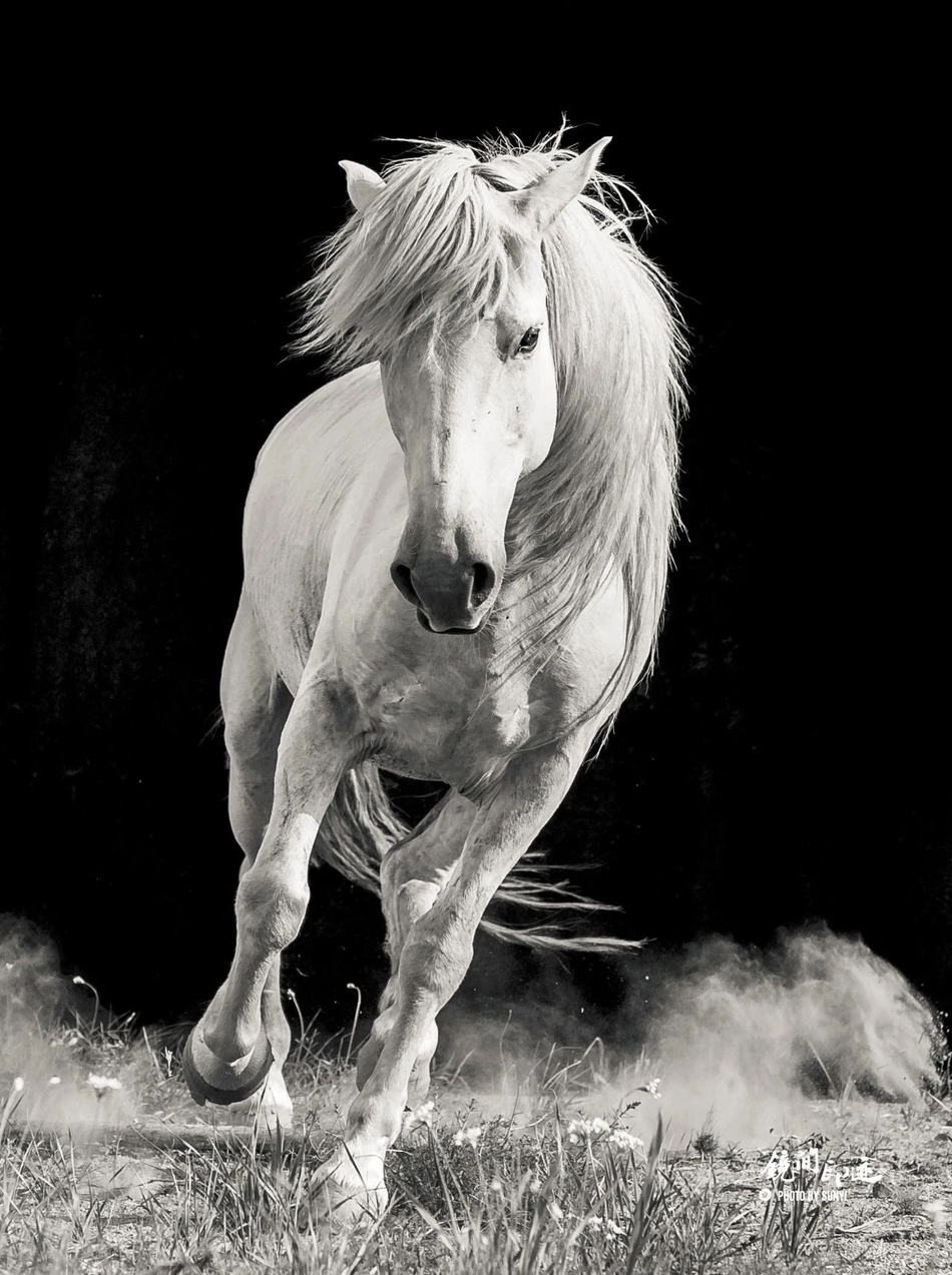 英勇无畏的黄骠马