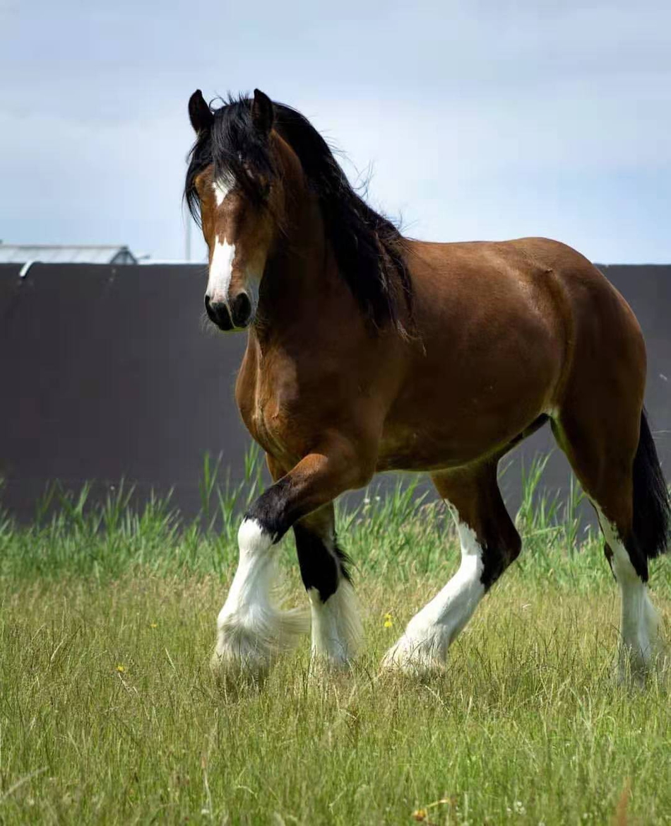 马中巨人——夏尔马