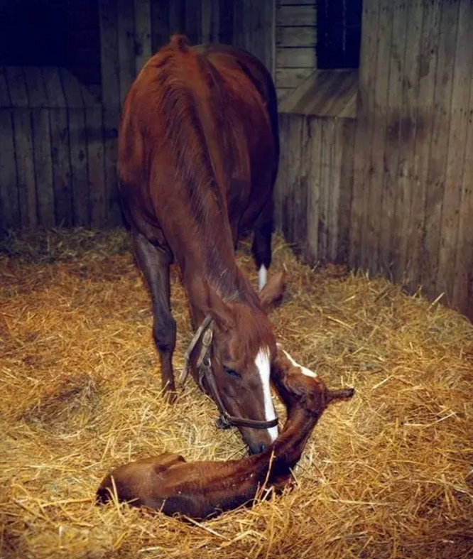 自然界中,小马会一直跟