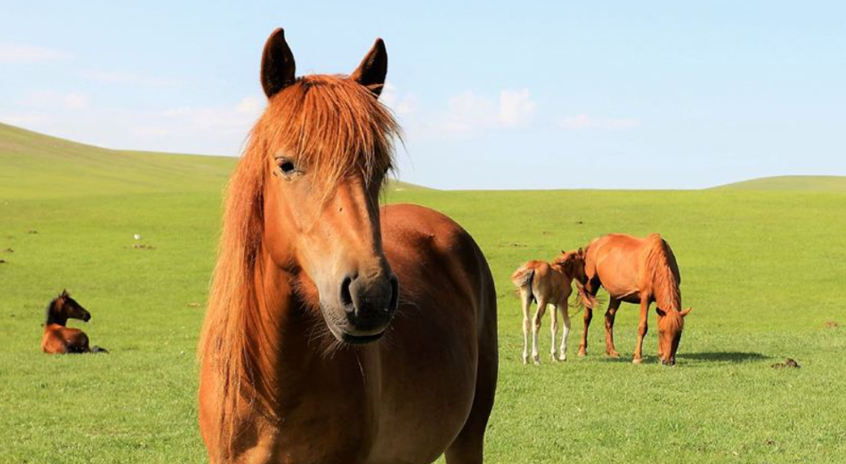 中国三大名马之三河马