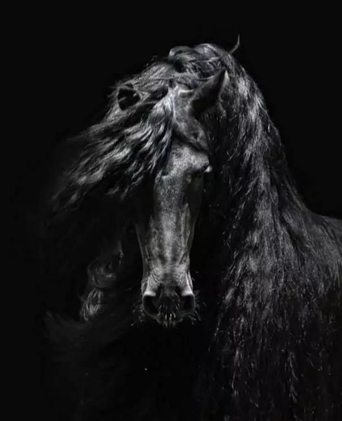 黑马,就是纯粹的黑_高清图集_新浪网