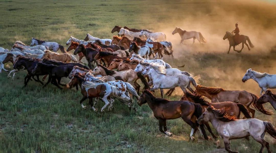 镜头下实拍蒙古马(一)