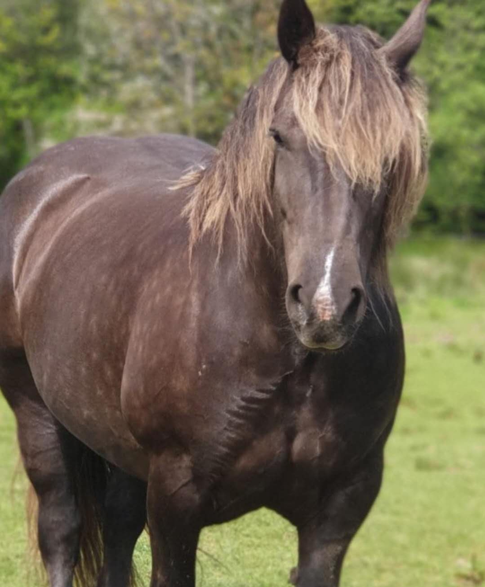 我不是胖,是骨架大!——布雷顿马