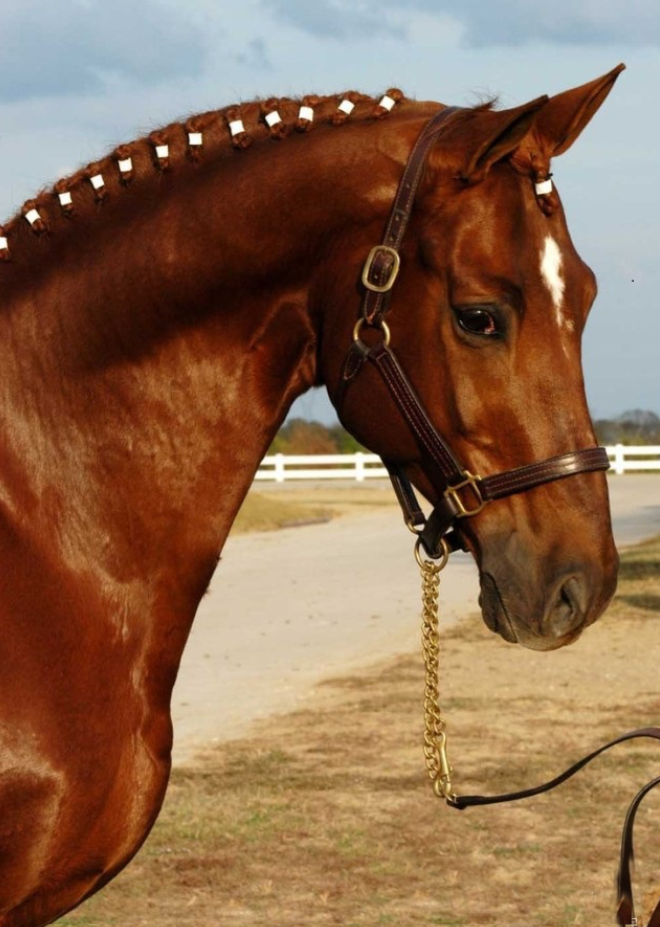 1 / 8 许多人认为特雷克纳马是欧洲最精良的温血马和理想的竞赛用马.