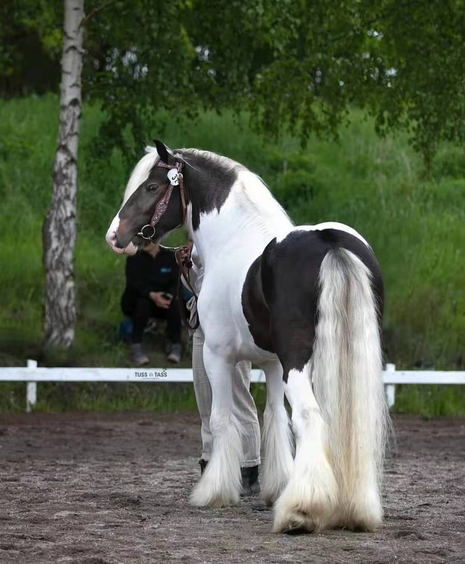 马中巨人——夏尔马