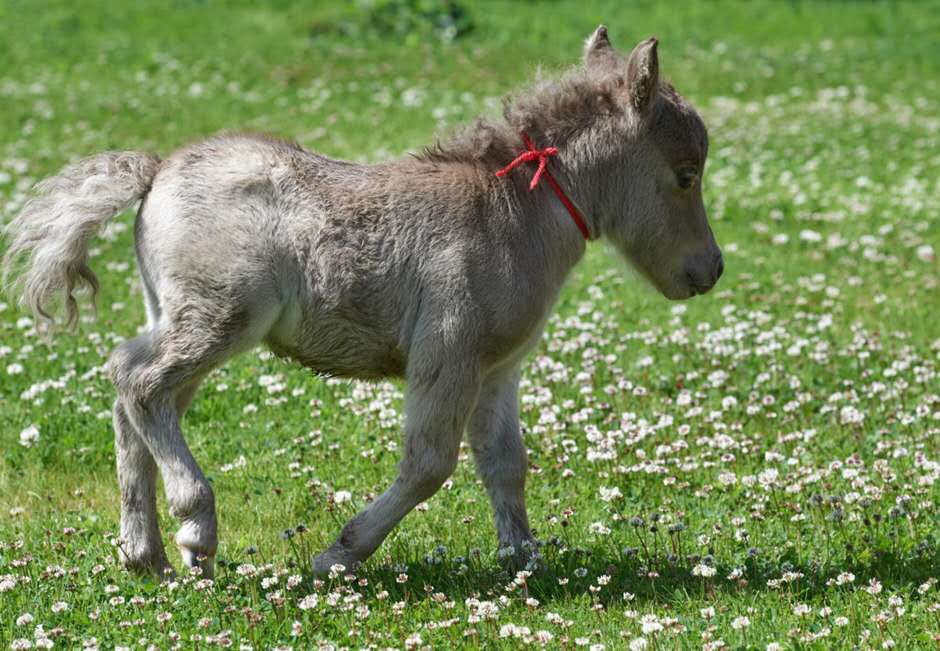 憨态可掬小马驹_高清图集_新浪网