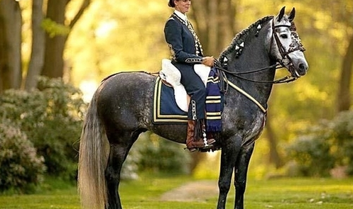 西班牙战马——安达卢西亚马