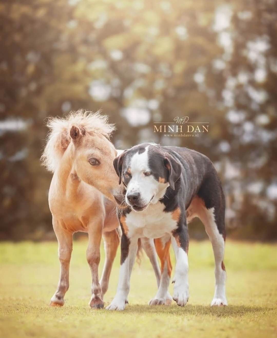 狗狗与马儿的友谊