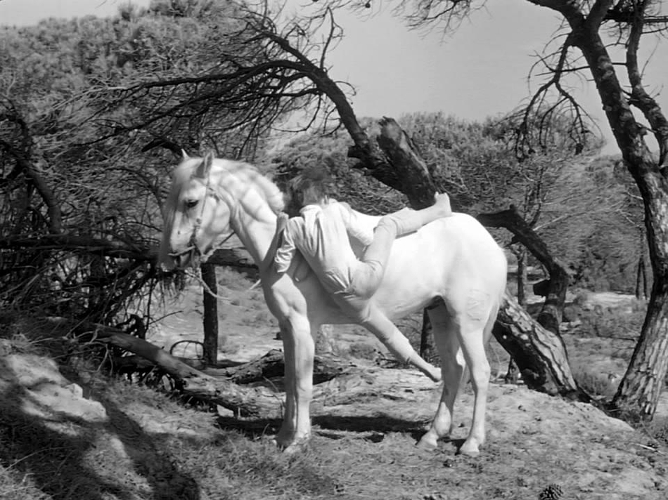 【马术影视】——《白鬃野马》