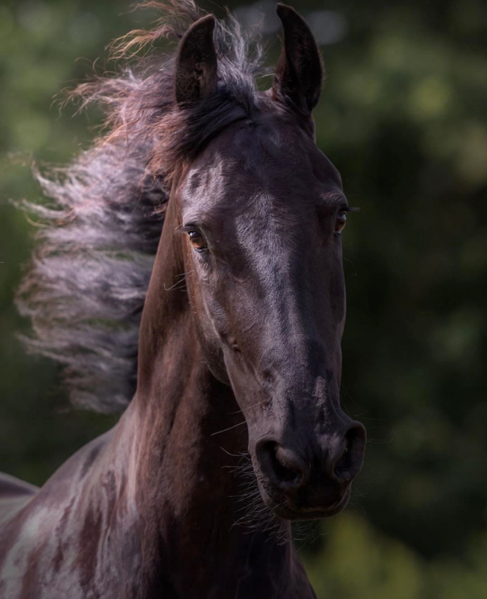 12 16:55:06 3 / 9 奔跑中的马儿最帅气~一起来看看吧~ 6   唯花朵与