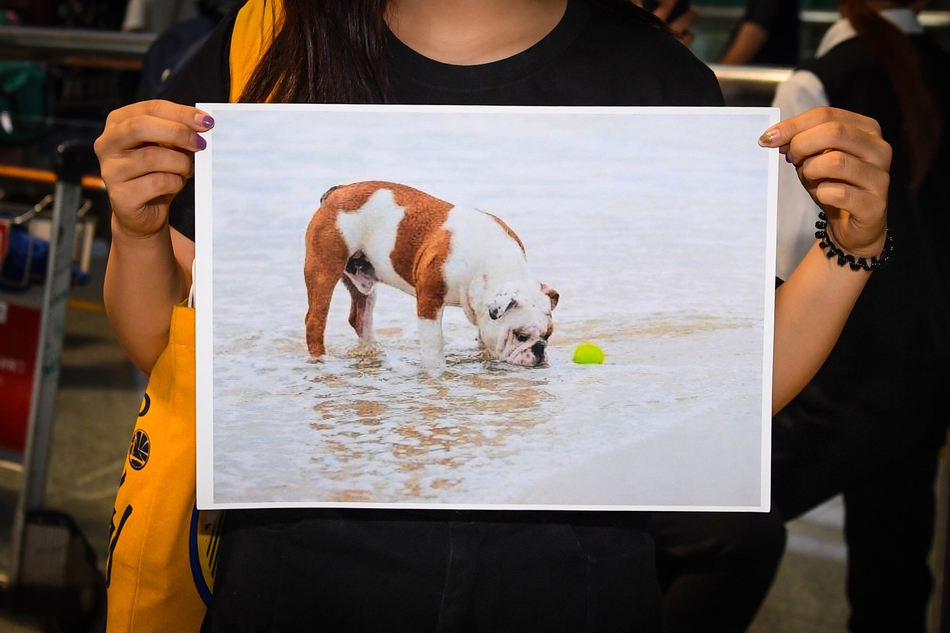 球迷举着汤神爱犬的图片