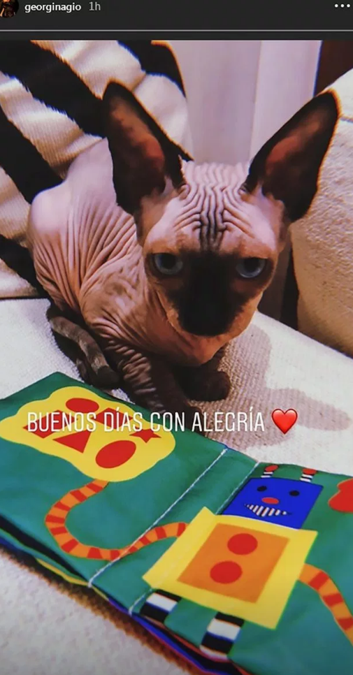 人生赢家！C罗看球撸猫 女友后面给按摩