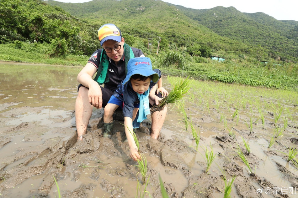 霍启刚郭晶晶带孩子体验插秧